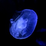 jellyfish-990197_640